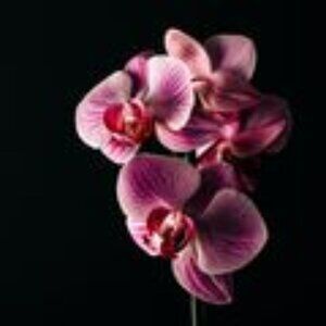 Handcrafted Orchids and Amber Body Balm
